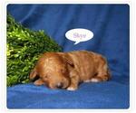 Small Photo #5 Goldendoodle (Miniature) Puppy For Sale in GREENBANK, PA, USA