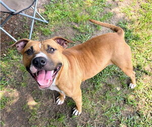 Labrador Retriever Dogs for adoption in Bryant, AR, USA