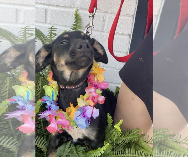 Medium Photo #17 Rat Terrier-Unknown Mix Puppy For Sale in Mount Laurel, NJ, USA