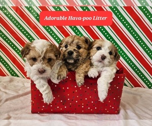Poovanese Puppy for sale in TUCSON, AZ, USA
