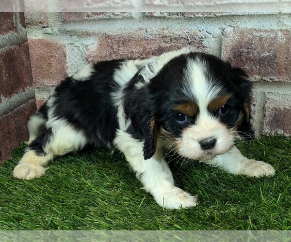 Medium Photo #4 Cavalier King Charles Spaniel Puppy For Sale in MOBERLY, MO, USA