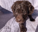 Small Photo #52 Boykin Spaniel-Goldendoodle Mix Puppy For Sale in MORGANTON, NC, USA