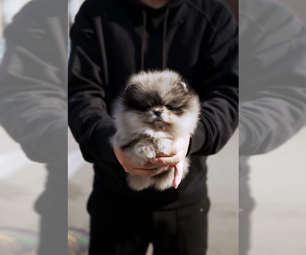 Medium Photo #1 Pomeranian Puppy For Sale in CHINO HILLS, CA, USA