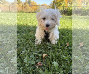 Mills - Male Maltese Dog for Adoption - Photo #2