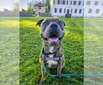 Small Photo #2 Mutt Puppy For Sale in Gloversville, NY, USA