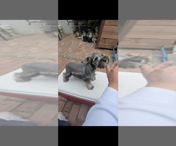 Medium Photo #3 Schnauzer (Miniature) Puppy For Sale in DUARTE, CA, USA