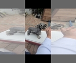 Small #2 Schnauzer (Miniature)