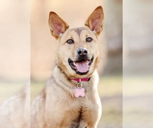Mutt Dogs for adoption in Woodbury, NY, USA