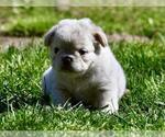 Small #15 French Bulldog