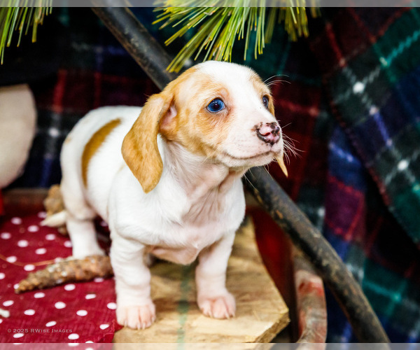 Medium Photo #10 Dachshund Puppy For Sale in WAKARUSA, IN, USA
