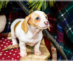 Small Photo #27 Dachshund Puppy For Sale in WAKARUSA, IN, USA