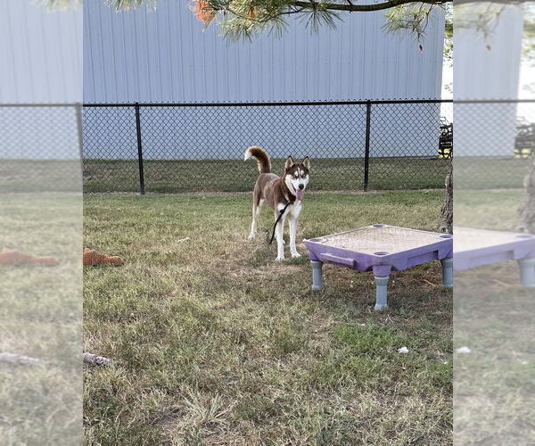 Medium Photo #9 - Mix Puppy For Sale in Evansville, IN, USA