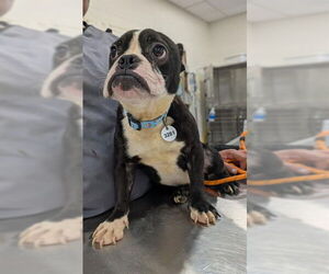 Boston Terrier Dogs for adoption in Forestville, MD, USA