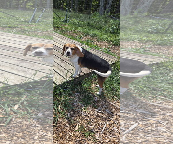 Medium Photo #5 Beagle Puppy For Sale in Rustburg, VA, USA