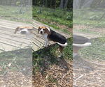 Small #4 Beagle