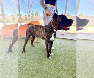 Preston - REDUCED ADOPTION DONATION - Male Mutt Dog for Adoption - Photo #2