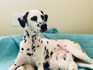 Mother of the Dalmatian puppies born on 07/08/2018