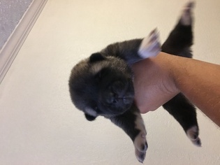 Akita Puppy for sale in ATHENS, TX, USA