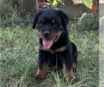 Puppy Velda Rottweiler