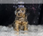 Small #2 YorkiePoo