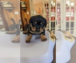 Small Photo #8 Rottweiler Puppy For Sale in HEMINGWAY, SC, USA
