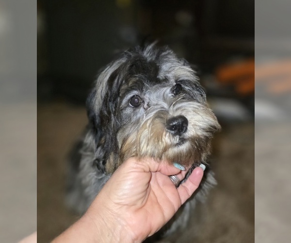 Medium Photo #4 ShihPoo Puppy For Sale in DYERSBURG, TN, USA