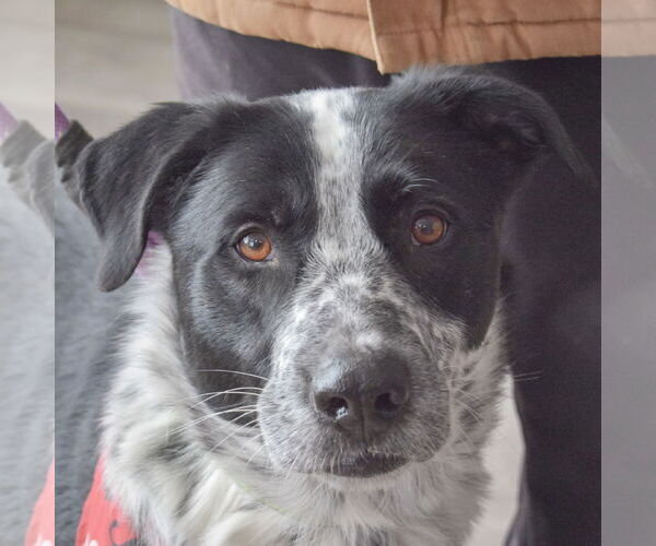 Medium Photo #7 Border Collie-Unknown Mix Puppy For Sale in Huntley, IL, USA