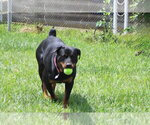 Small #9 Rottweiler
