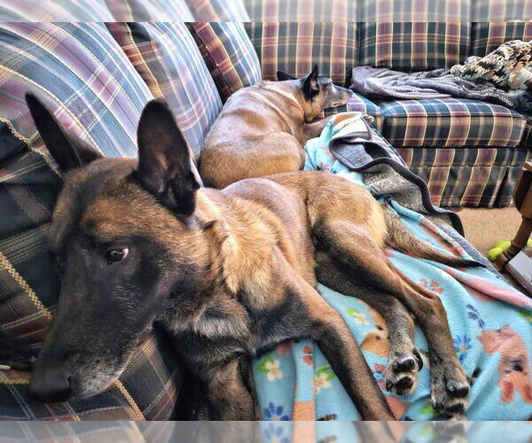 Medium Photo #4 Mutt Puppy For Sale in Imlay City, MI, USA