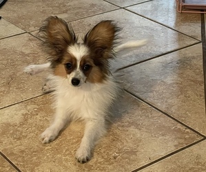 Papillon Puppy for sale in CREOLA, AL, USA