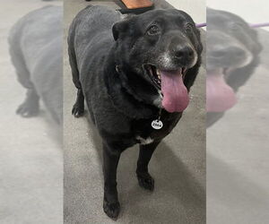 German Shepherd Dog-Unknown Mix Dogs for adoption in Forestville, MD, USA