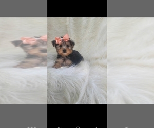 Yorkshire Terrier Puppy for sale in INDIANAPOLIS, IN, USA