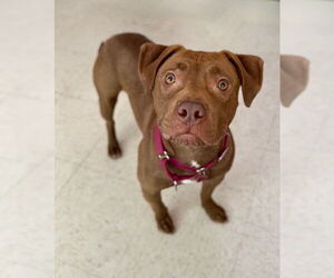American Pit Bull Terrier Dogs for adoption in Boston, MA, USA
