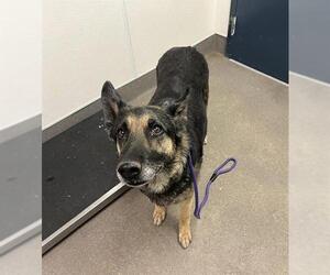 German Shepherd Dog Dogs for adoption in HESPERIA, CA, USA
