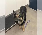 Small German Shepherd Dog