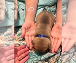 Small Photo #26 American Bully Puppy For Sale in PEWEE VALLEY, KY, USA