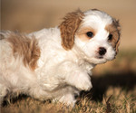 Small Photo #2 Cavachon-Poodle (Miniature) Mix Puppy For Sale in CEDAR PARK, TX, USA