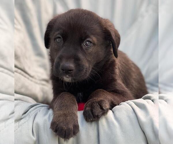 Medium Photo #2 Mutt Puppy For Sale in San Diego, CA, USA