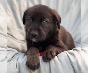 Chess Pup - Gambit - Female Mutt Dog for Adoption - Photo #2