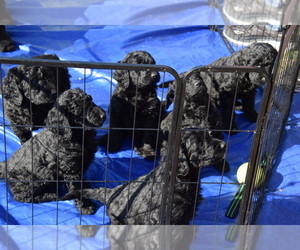 Goldendoodle Puppy for sale in SPIRO, OK, USA