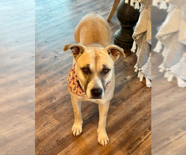 Medium Photo #2 Black Mouth Cur-Unknown Mix Puppy For Sale in Wakefield, RI, USA