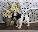 Small #10 Cavapoo