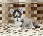 Small #1 Pomsky