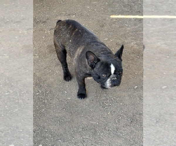 Medium Photo #1 French Bulldog Puppy For Sale in SCOTTSDALE, AZ, USA