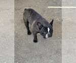 Small Photo #1 French Bulldog Puppy For Sale in SCOTTSDALE, AZ, USA