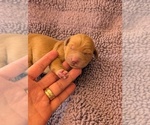 Small #12 English Cream Golden Retriever