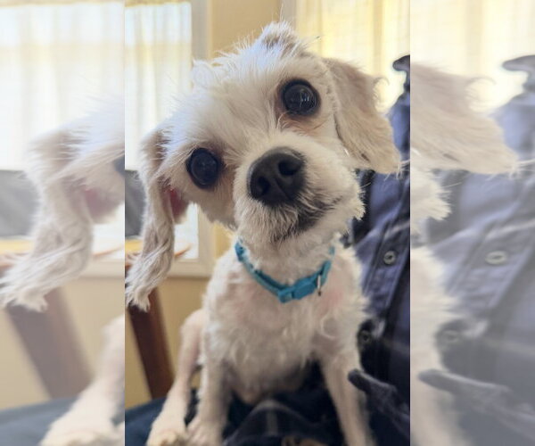 Medium Photo #1 Maltese Puppy For Sale in Matawan, NJ, USA