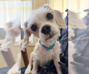 Maltese Dogs for adoption in Matawan, NJ, USA