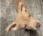 Small #1 American Pit Bull Terrier-American Staffordshire Terrier Mix