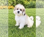 Oliver - Male Zuchon Puppy for Sale - Photo #2